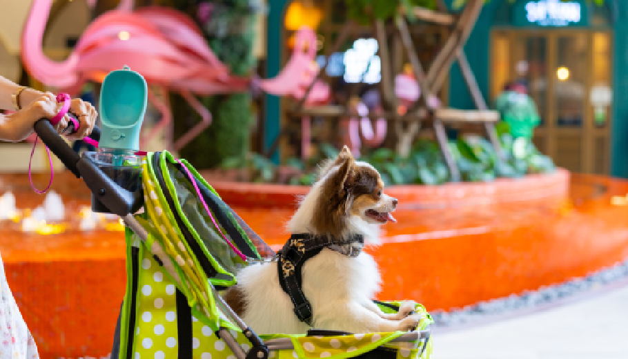 Celebrating with Pet Events and Professional Pet Photography in Gurgaon