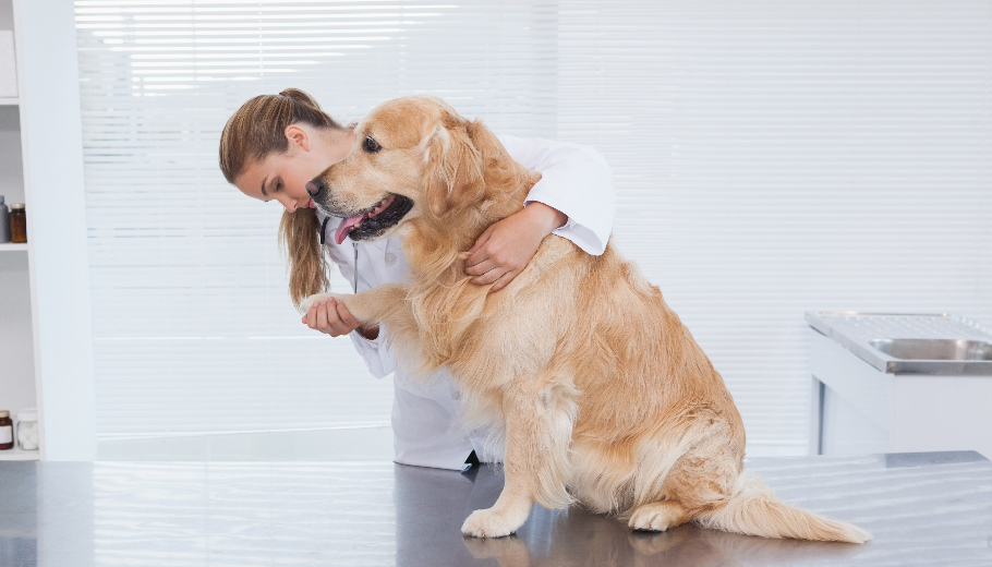 Transform Your Pet’s Health with Pet Grooming and Premium Home Grooming Services