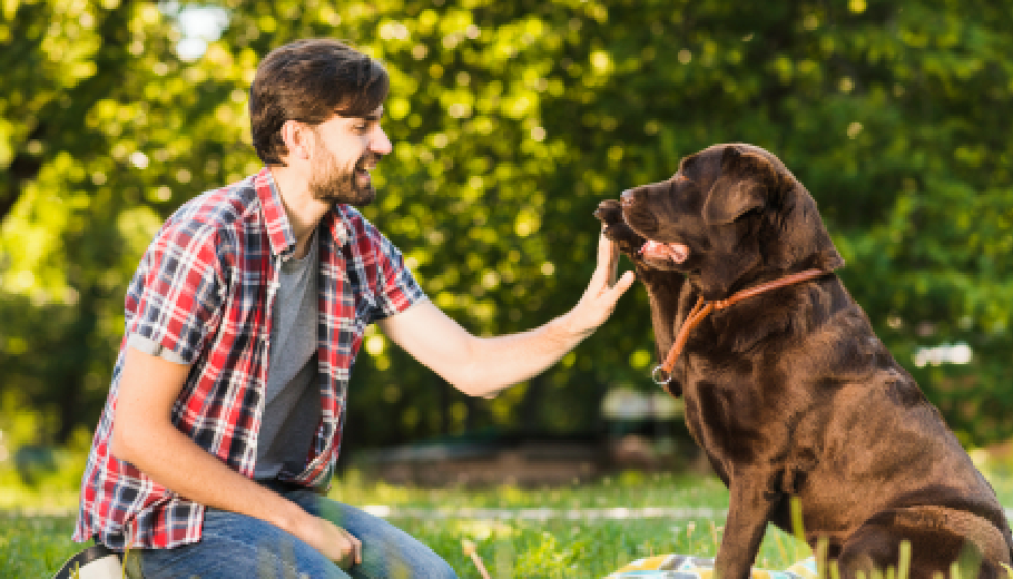 Essential Dog Training and Puppy Training Tips for a Disciplined Urban Pet