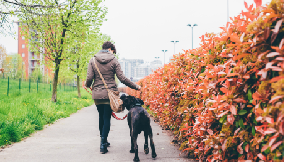 The science of play how a daily dog walking service boosts canine mental health