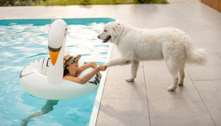 The “C-Suite” Canine- Why executive pet boarding is the new essential for Gurgaon’s power couples