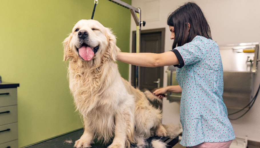 From baths to blowouts why standard pet grooming service is essential for apartment dogs