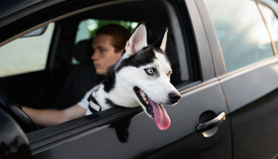 The “first-class” arrival: why professional chauffeur services are the safest way to transport your dog to boarding