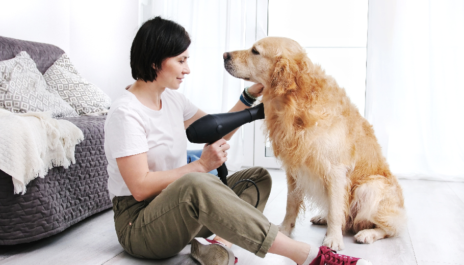 Mastering the brush how pet owner grooming training saves you time and money