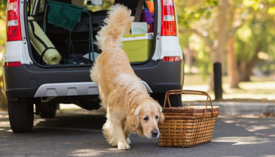 The “pet-inclusive” home office: how mid-week boarding solves the “zoom-call barking” dilemma