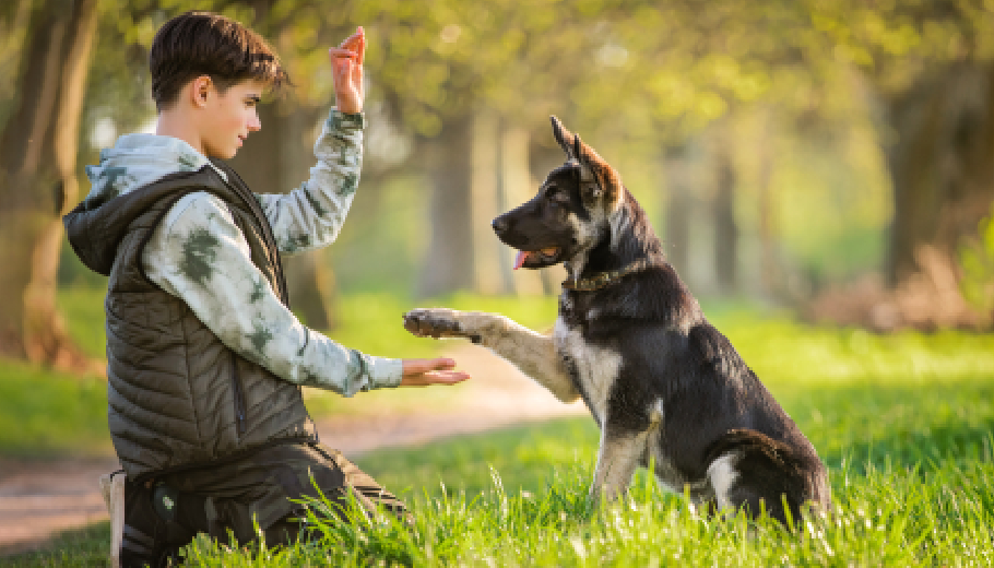 Understanding the bark how pet behaviour understanding for owners reduces household stress