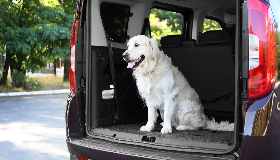 Door to door pet relocation services why your pet should arrive before your furniture