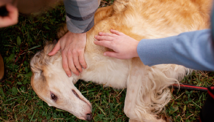 First aid for fur babies why basic pet care training is a must for every Indian home