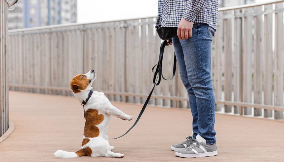 Safety first why a professional dog walker at home is better than untrained helpers
