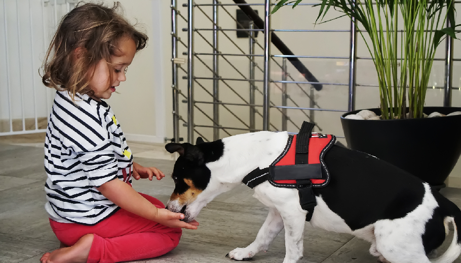 High-society socialization how premium boarding curates the perfect playgroups for your pet