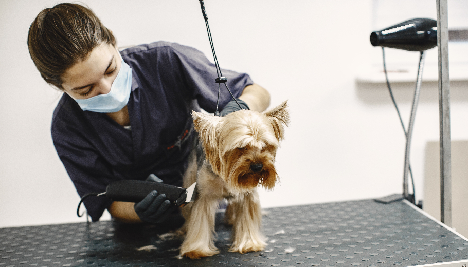 Doorstep luxury why pet grooming services at home are a game changer for busy owners