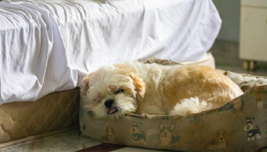 Winter wellness in pet hotel: why professional boarding provides better warmth and joint care than a drafty apartment