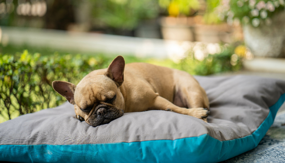 Beyond the kennel: why your senior dog deserves orthopedic comfort and geriatric specialized boarding