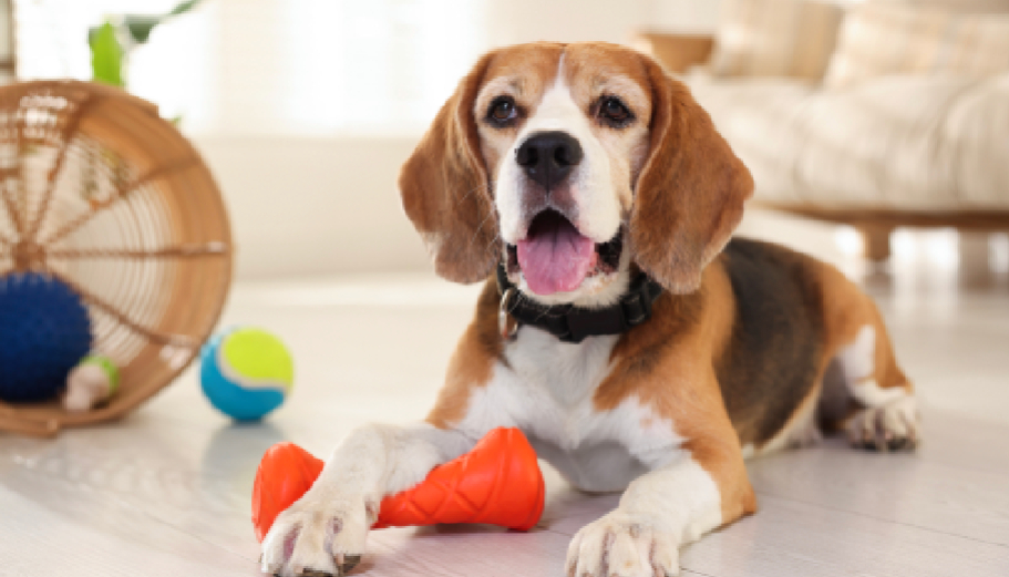 Beyond the bowl: the rise of cognitive boarding and mental enrichment for smart breeds