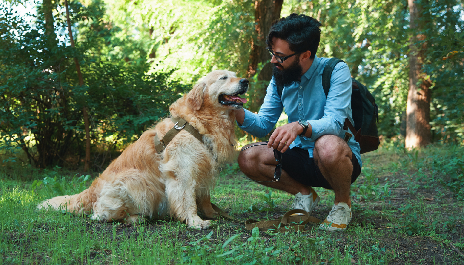 Cage-free and care-free the benefits of safe pet boarding services for social dogs