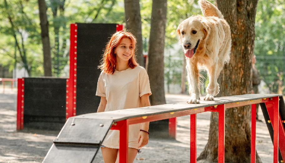 Safe cage free boarding for dogs ensuring a secure and supervised social stay