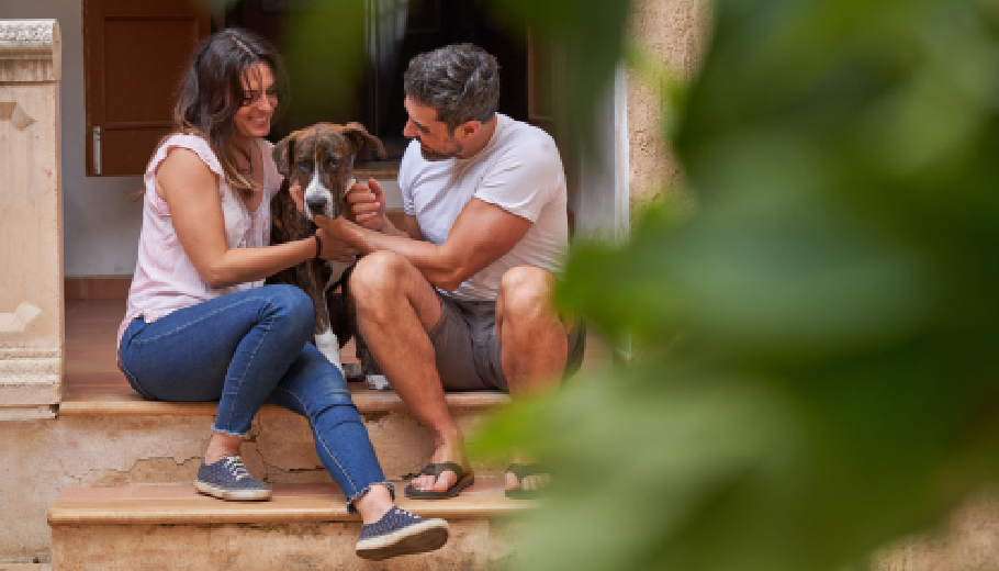 Weekend getaways the convenience of short term boarding for dog owners