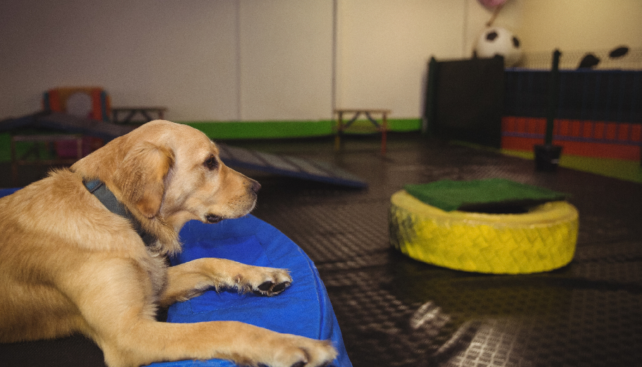 Why open space dog boarding is the ultimate stress buster for urban pets