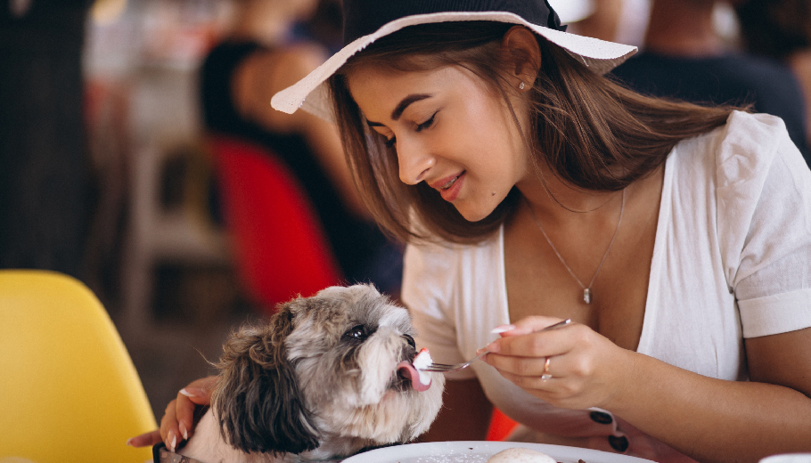 The culinary canine: customised nutrition and gourmet diet management in professional boarding