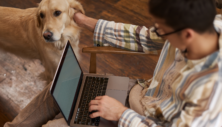 Flying paws how international pet relocation services manage complex global documentation