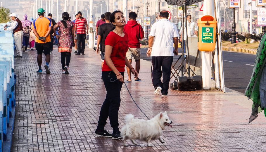 Navigating local streets how experienced pet walkers handle Indian road hazards