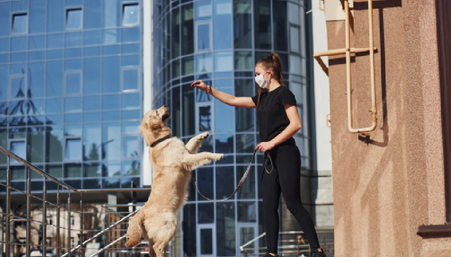 High rise living why Gurgaon apartments demand professional pet walking services